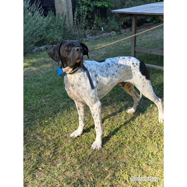 Chien d'arrt pointer anglais