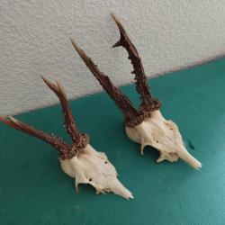 2 TROPHEE CHEVREUIL BROCARD TAXIDERMIE CHASSE CERF