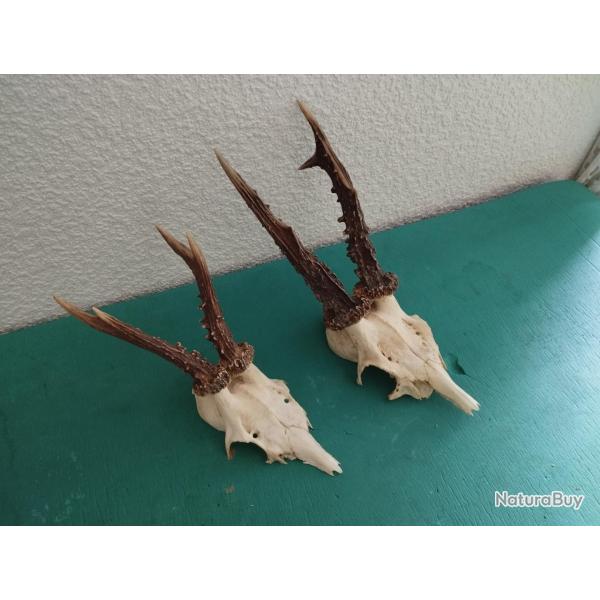 2 TROPHEE CHEVREUIL BROCARD TAXIDERMIE CHASSE CERF