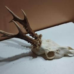 BEAU TROPHEE DE CHEVREUIL BROCARD 6 CORS 19CM TAXIDERMIE CHASSE