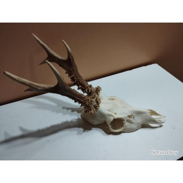 BEAU TROPHEE DE CHEVREUIL BROCARD 6 CORS 19CM TAXIDERMIE CHASSE