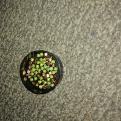 Amorces poudre noire RWS 40
