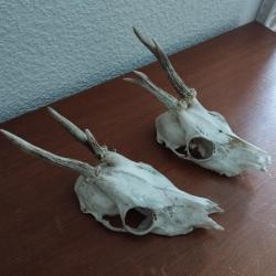 2 TROPHEE MASSACRE CHEVREUIL BROCARD PARTICULIER