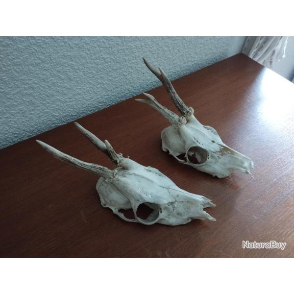 2 TROPHEE MASSACRE CHEVREUIL BROCARD PARTICULIER