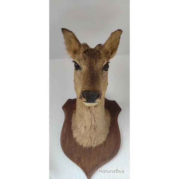 Tte mle et femelle chevreuil