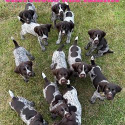 Chiots Drahthaar, Domaine du Bienwald
