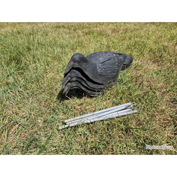 5 formes de corvids magnum XL