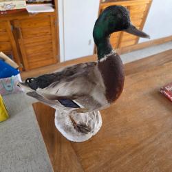 2 canards colvert naturalisés à vendre petit prix cause urgence