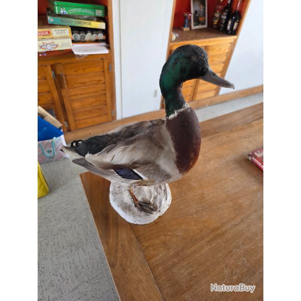 2 canards colvert naturaliss  vendre petit prix cause urgence