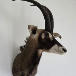 Trophée antilope