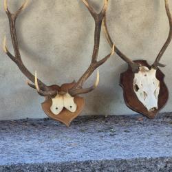 2 très jolis massacres de cerfs -