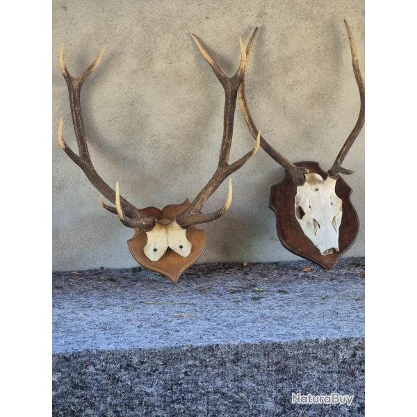 2 trs jolis massacres de cerfs -