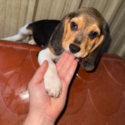 Chiot beagle LOF