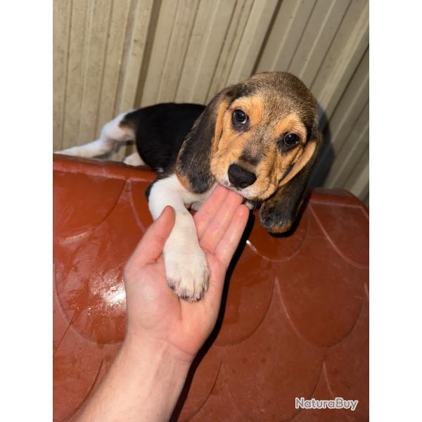 Chiot beagle LOF