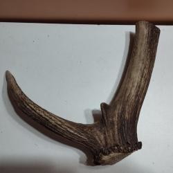 BEAU MORCEAU BOIS MUES CERF AVEC MEULE ANDOUILLER POUR CHIEN COUTELLERIE ARTISANAT