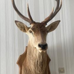 trophée cerf