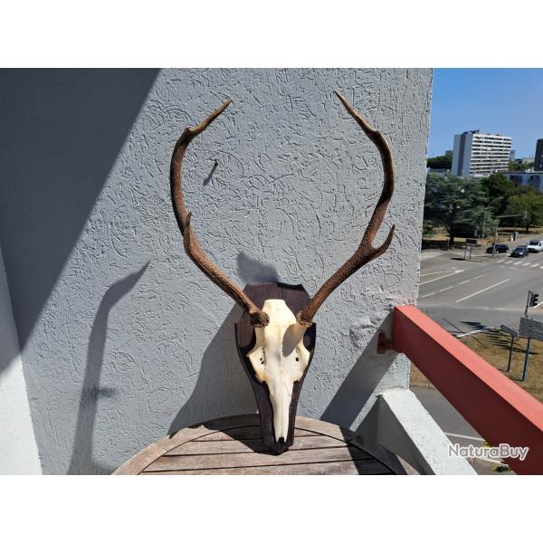 Trophe de cerf laphe 8 cors irrguliers #2907