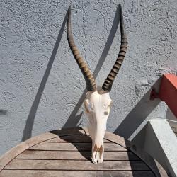 Crâne de Blesbok #2907