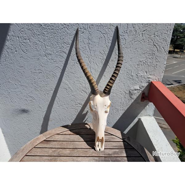 Crne de Blesbok #2907