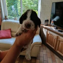 CHIOTS "SPRINGER SPANIEL"