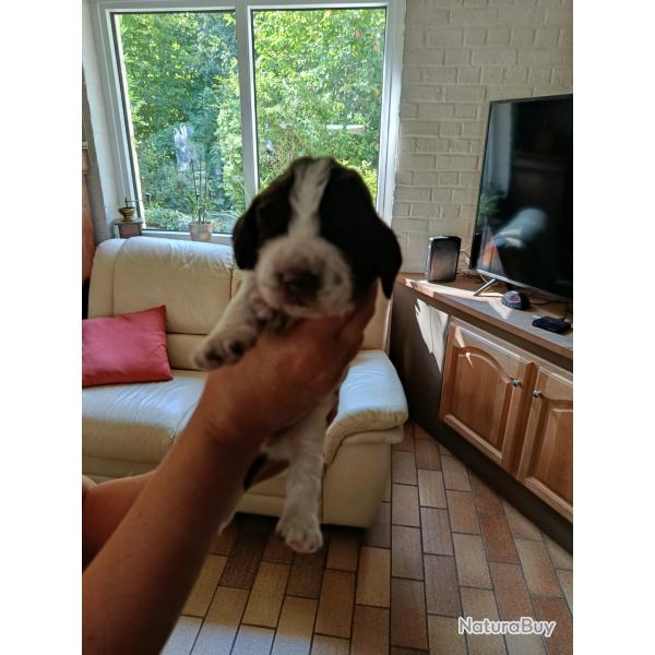 CHIOTS "SPRINGER SPANIEL"