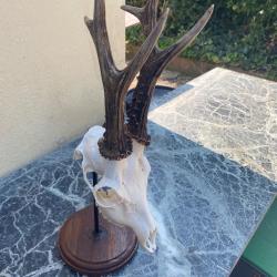 Trophée de chevreuil