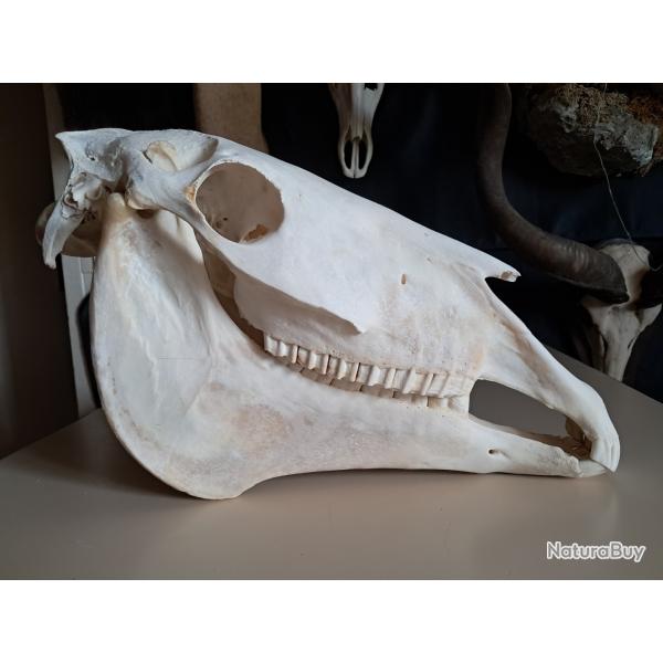 Crne de cheval #1707(3)