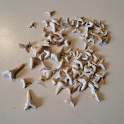 Lot de 80 fossiles de dents de requins #19