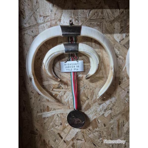 Trophe de sanglier (lot de 3)