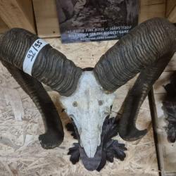Trophée de mouflon 92/95