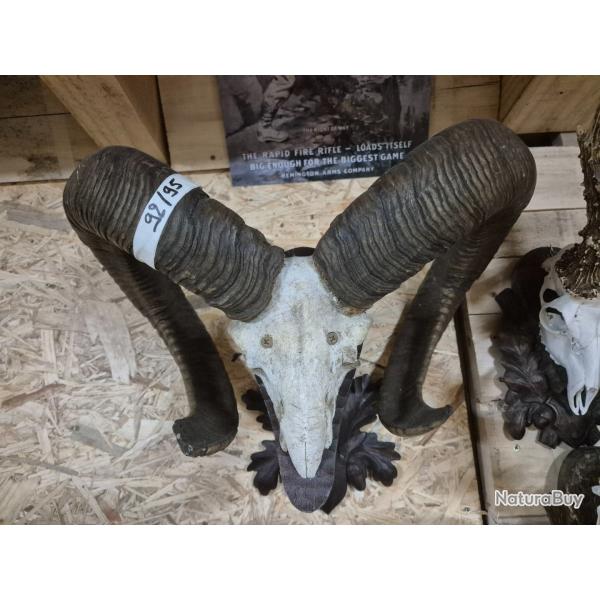 Trophe de mouflon 92/95