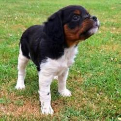 Chiots épagneul bretton LOF grandes origines