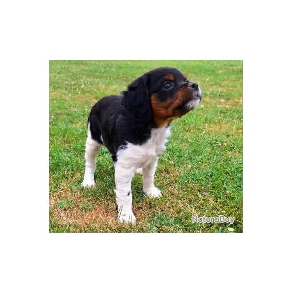 Chiots pagneul bretton LOF grandes origines