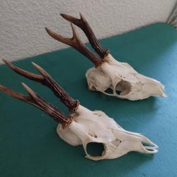 2 TROPHEES CHEVREUILS BROCARDS TAXIDERMIE CHASSE CERF