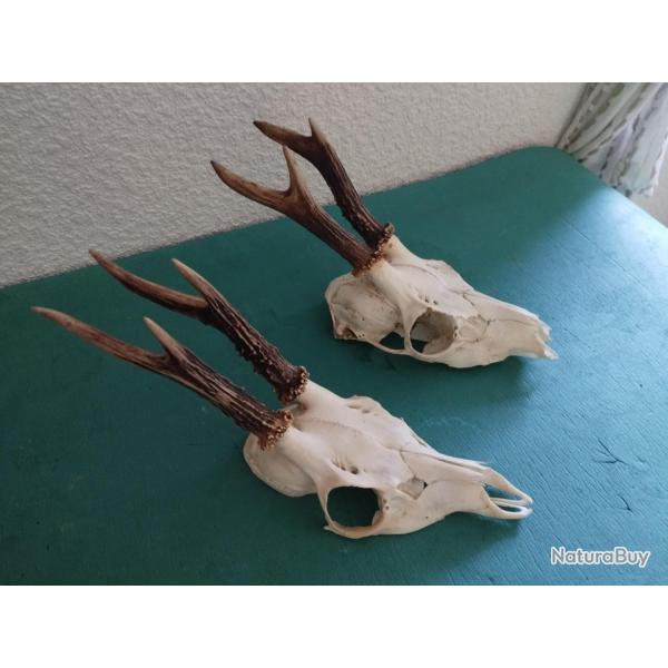 2 TROPHEES CHEVREUILS BROCARDS TAXIDERMIE CHASSE CERF