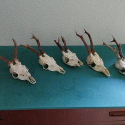 LOT 5 TROPHEE CHEVREUIL BROCARD TAXIDERMIE CHASSE CERF
