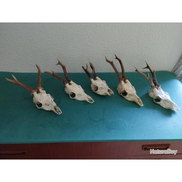 LOT 5 TROPHEE CHEVREUIL BROCARD TAXIDERMIE CHASSE CERF