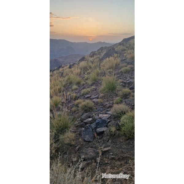 Chasse au perdreaux sauvages