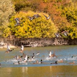 Levées d' étangs aux canards proche de Nogent sur Seine
