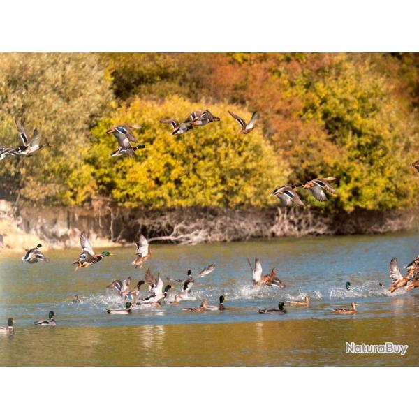 Leves d' tangs aux canards proche de Nogent sur Seine