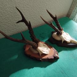2 TROPHEE CHEVREUIL BROCARD BOIS PERLES 19 ET 16CM