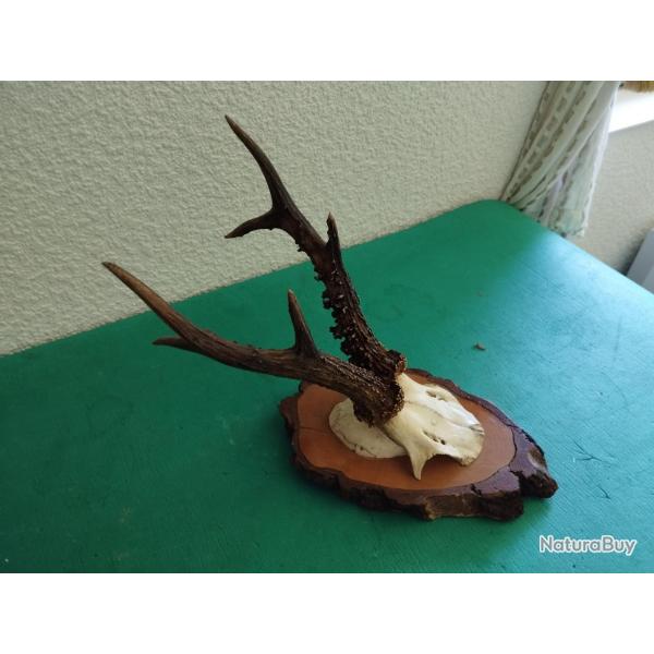 BEAU TROPHEE CHEVREUIL BROCARD 6 CORS BOIS PERLES 21CM