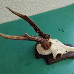 BEAU TROPHEE CHEVREUIL BROCARD BOIS 20CM