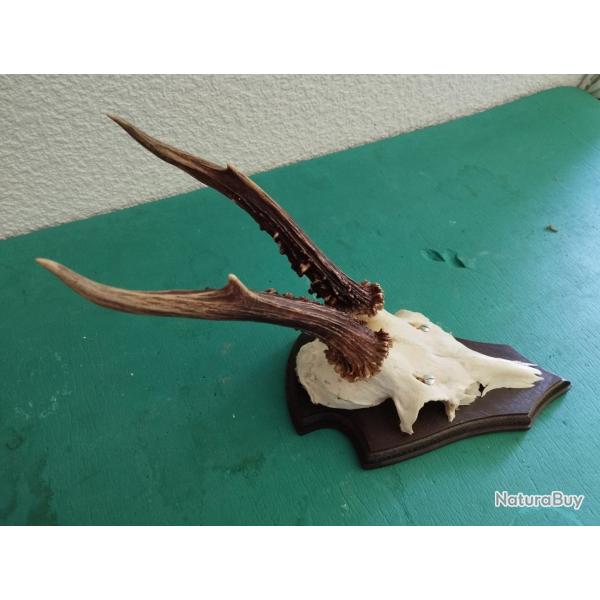BEAU TROPHEE CHEVREUIL BROCARD BOIS 20CM