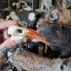 Crâne de calao à bec rouge ; Tockus erythrorhynchus #3