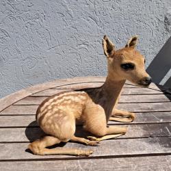 Taxidermie de Faon ; Dama dama