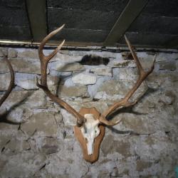 5 Massacres bois de cerf support fair maison en bois bon état 150 l'un, le plus petit 80.