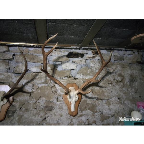 5 Massacres bois de cerf support fair maison en bois bon tat 150 l'un, le plus petit 80.