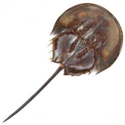 Carapace de limule sans patte 10 à 13 cm