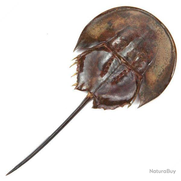 Carapace de limule sans patte 10  13 cm
